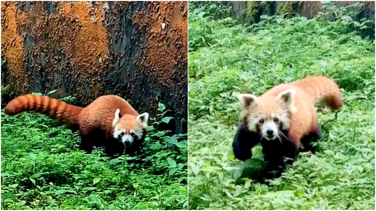 RED PANDA