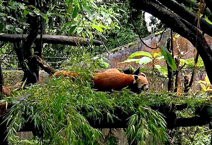 RED PANDA