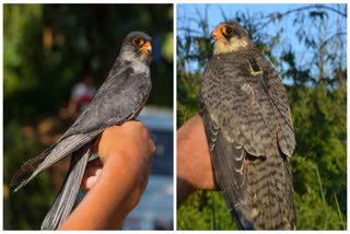 AMUR FALCON