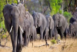 Army Jawan From Bhadradri Was Killed in An Elephant Attack