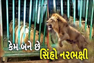 કેવી પરિસ્થિતિમાં સિંહ માનવો પર કરે છે હુમલો