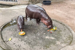 The polls put the US election on a knife-edge, but as Americans go to vote, Thailand's superstar baby hippo Moo Deng has predicted former president Donald Trump will regain the White House.