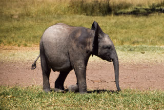 UMARIA KATNI BORDER ELEPHANT