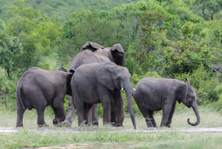 ELEPHANTS DEATH FORENSIC INVESTIGATION REPORT