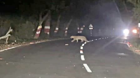 Leopard Seen In BAGAHA