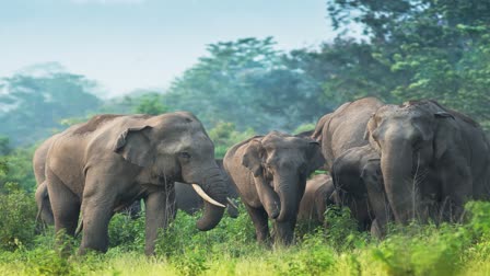 ELEPHANTS GROUP ENTRY SHAHDOL