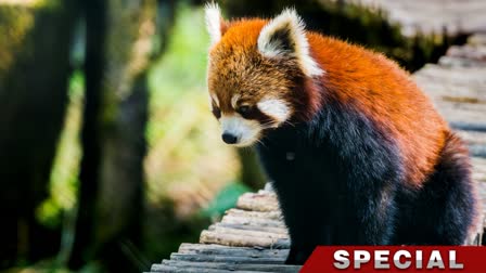 RED PANDA