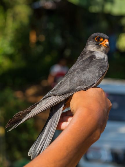 AMUR FALCON