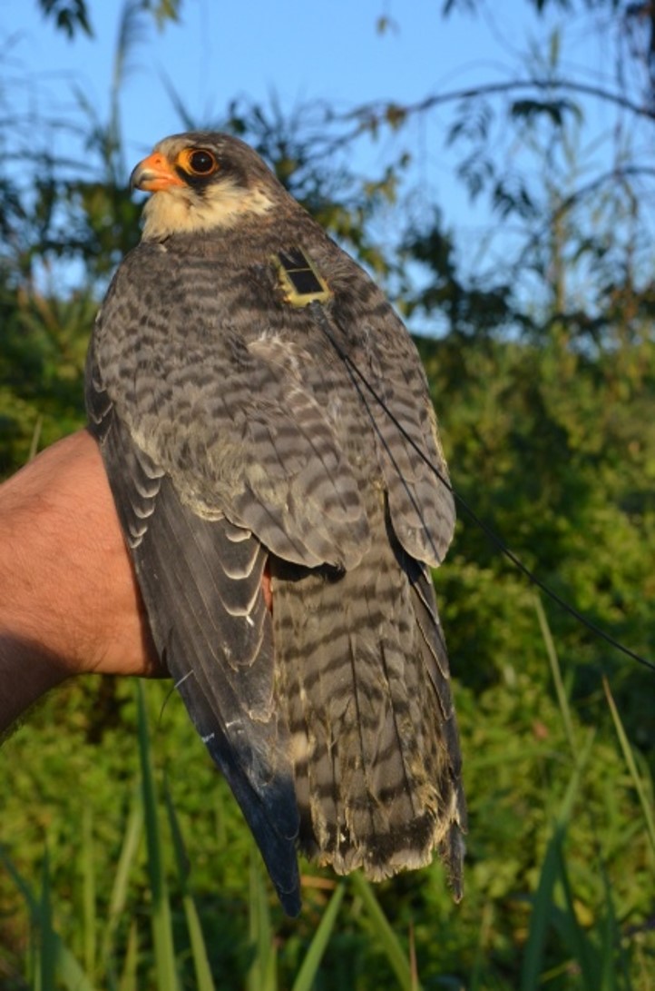 AMUR FALCON