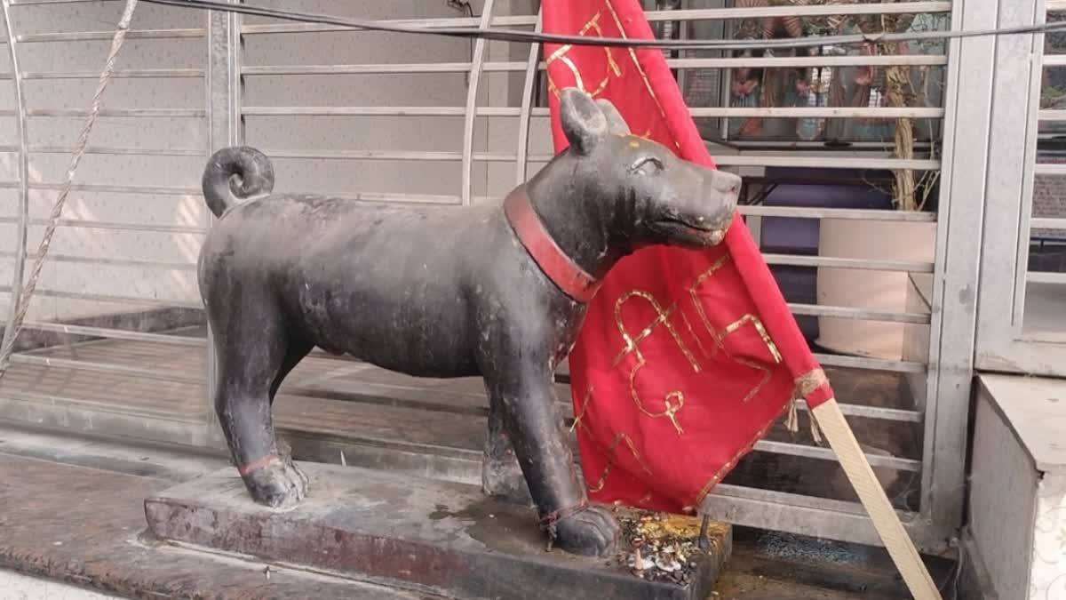 Dog temple in Uttar Pradesh