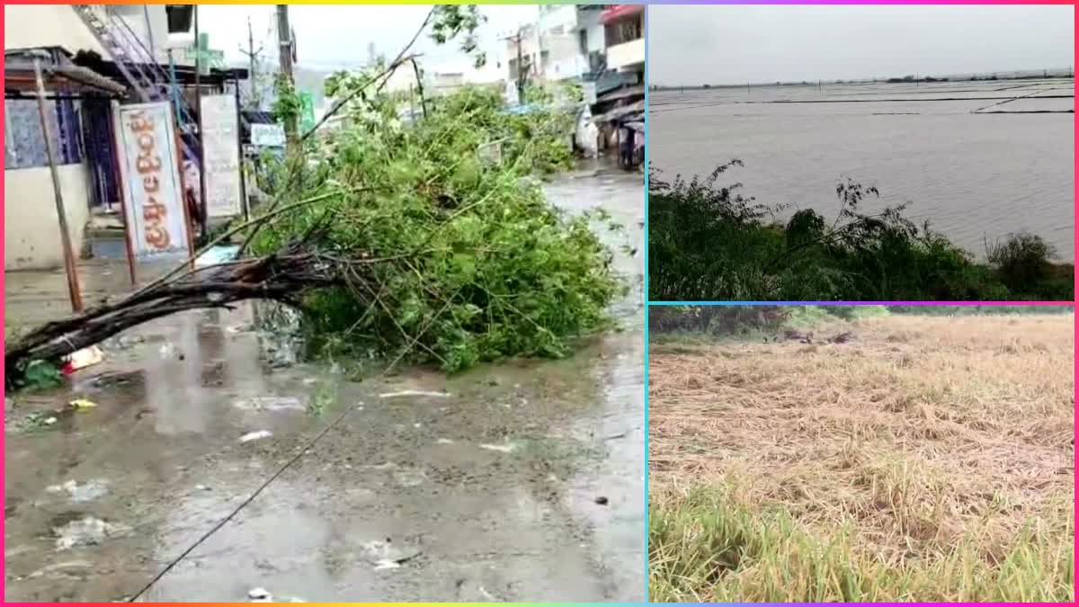 Cyclone_Michaung_Effect_in_Nellore_District