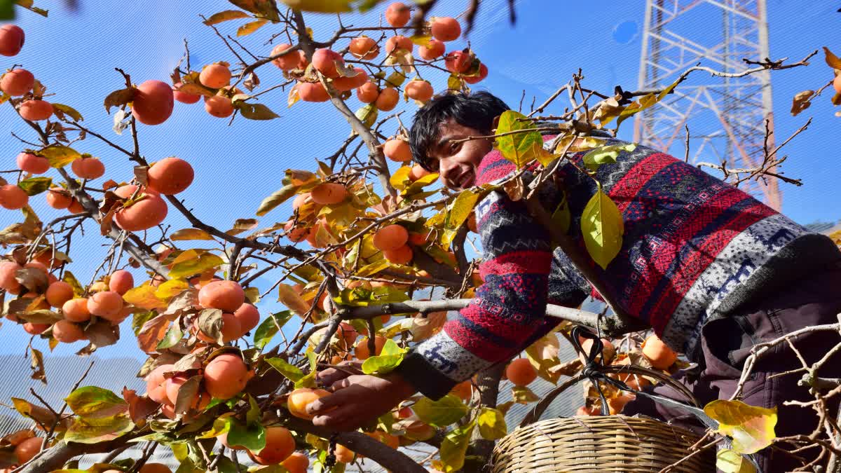 Japanese fruits increasing income in Kullu