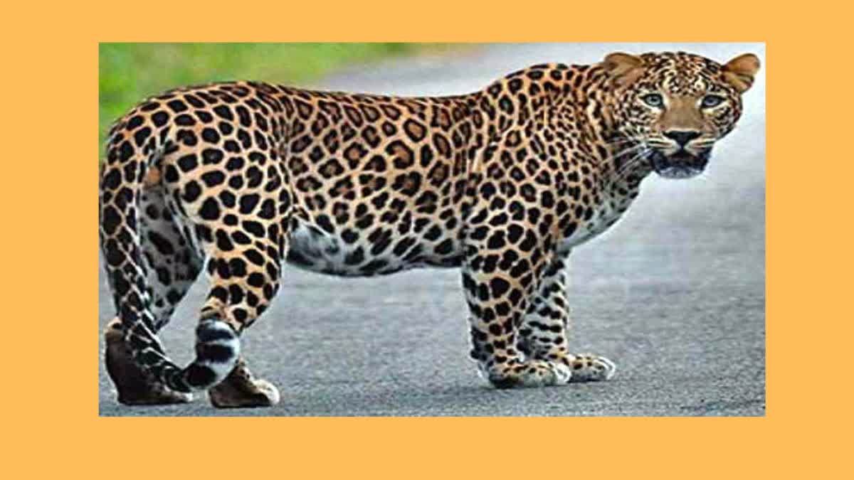 Smuggling of leopard skin