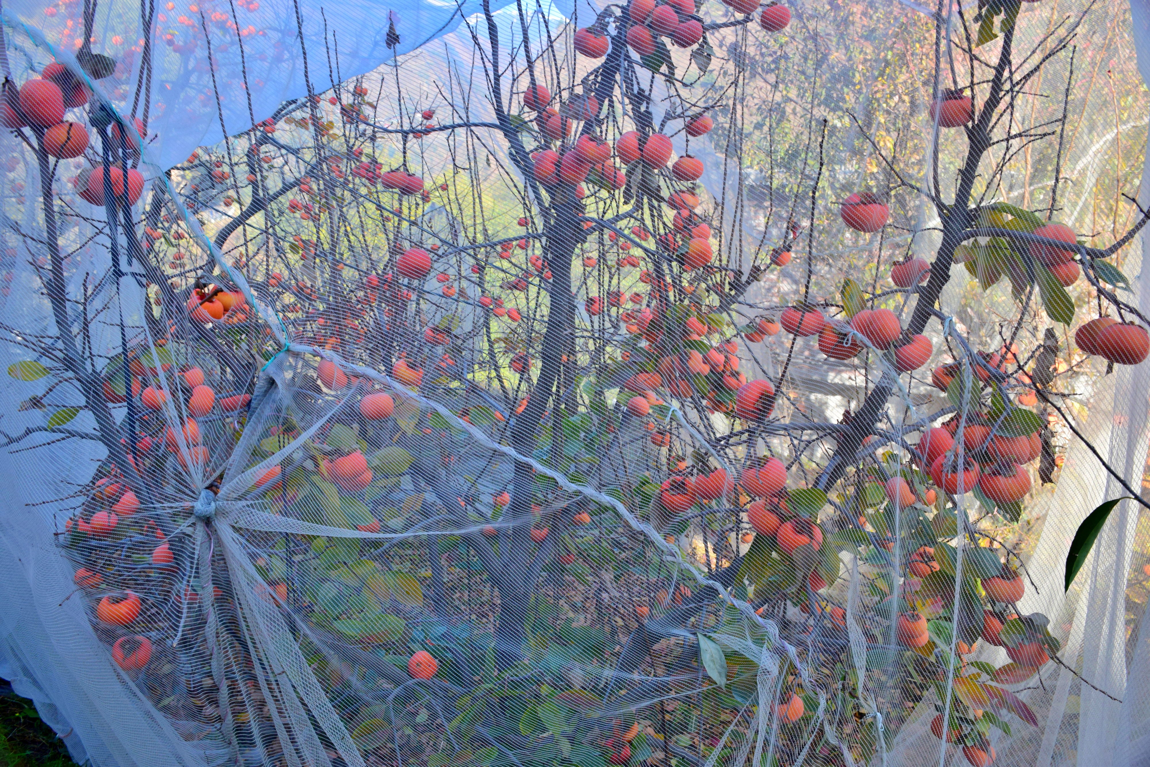 Japanese fruits increasing income in Kullu