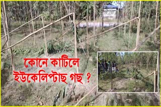 Miscreants Destroy Eucalyptus plant cultivation