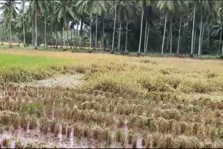 Crop_Damage_Due_to_Cyclone_Effect