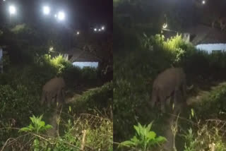 Padayappa  Padayappa elephant attack in Munnar  Padayappa in Munnar  മൂന്നാറില്‍ വീണ്ടും പടയപ്പ  പടയപ്പ  പടയപ്പ ആക്രമണം  പടയപ്പ ജനവാസ മേഖലയില്‍  Padayappa in residential area  പടയപ്പ കൃഷിനാശം വരുത്തി  Padayappa caused crop damage  elephant attack