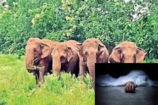 Man_Dead_in_Elephant_Attack