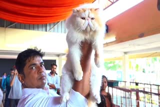 Cat-show in Kolhapur