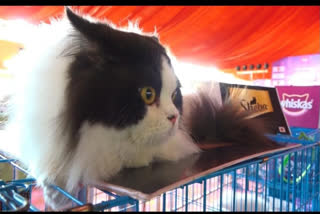 Over 400 species of cat participates in exhibition in Maharashtra's Kolhapur