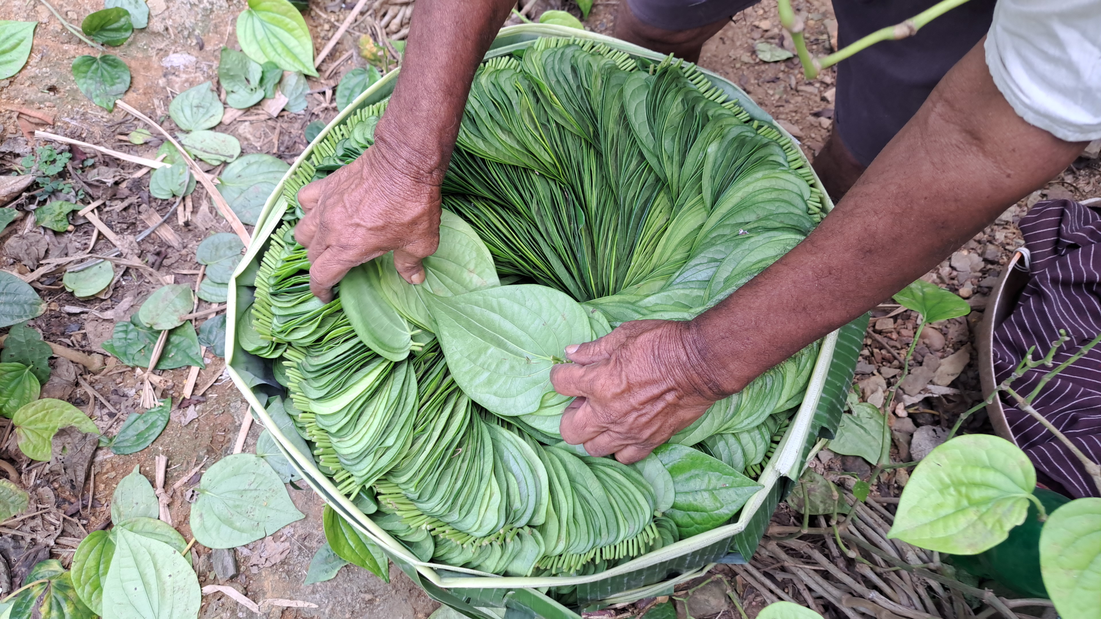 ವೀಳ್ಯದೆಲೆ ಪೆಂಡಿ ಕಟ್ಟುತ್ತಿರುವುದು