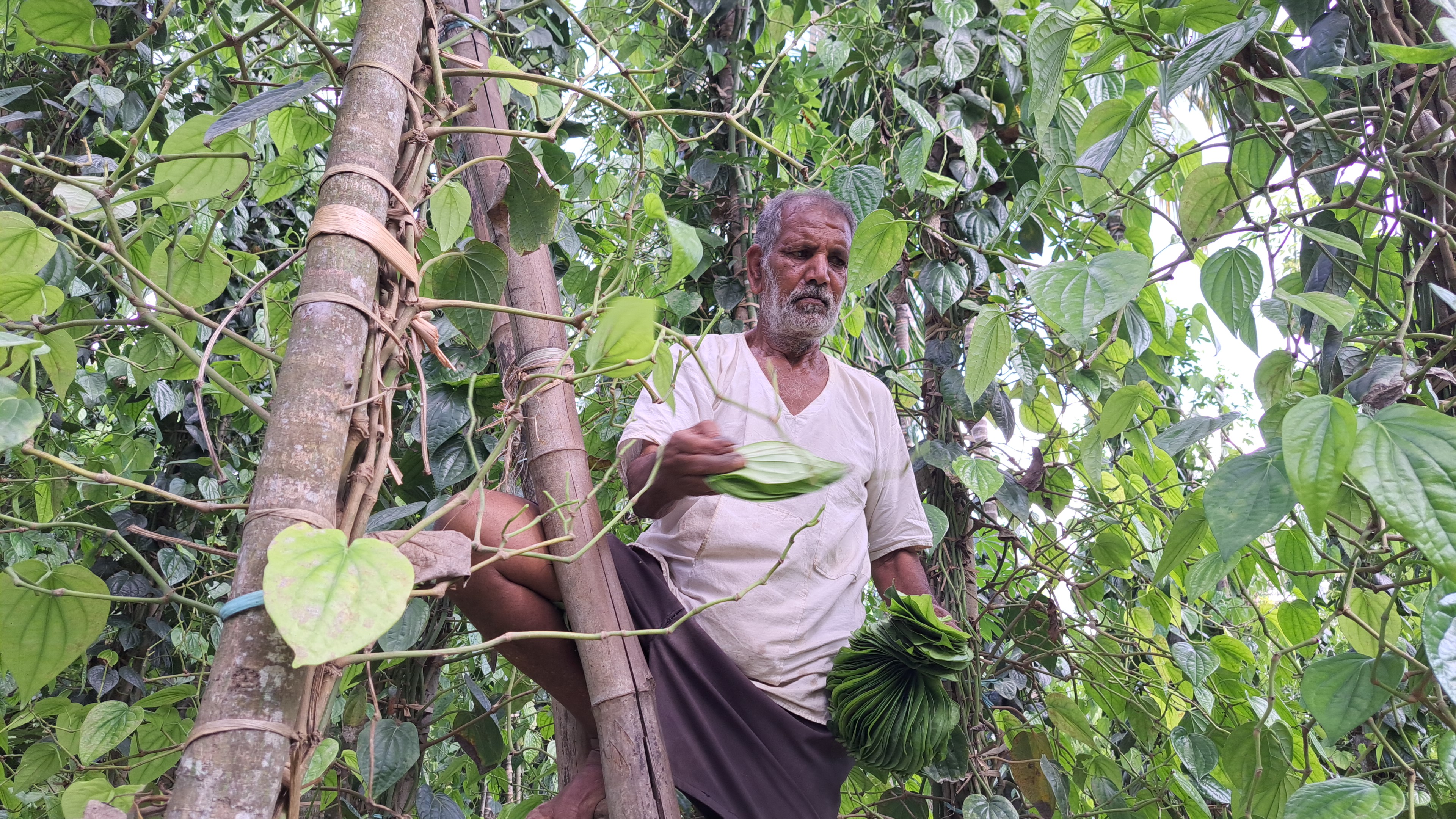 ವೀಳ್ಯದೆಲೆ ಸಂಗ್ರಹಿಸುತ್ತಿರುವ ಬೆಳೆಗಾರರು