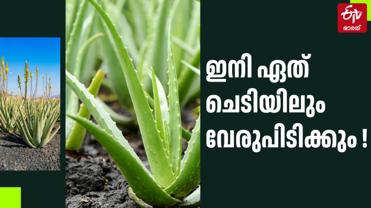 USE OF ALOE VERA GEL  ALOE VERA GEL AS ROOT HORMONE  കറ്റാര്‍വാഴ ജെല്‍ ഉപയോഗങ്ങള്‍  ചെടികളില്‍ വേര് വരാന്‍ കറ്റാര്‍വാഴ