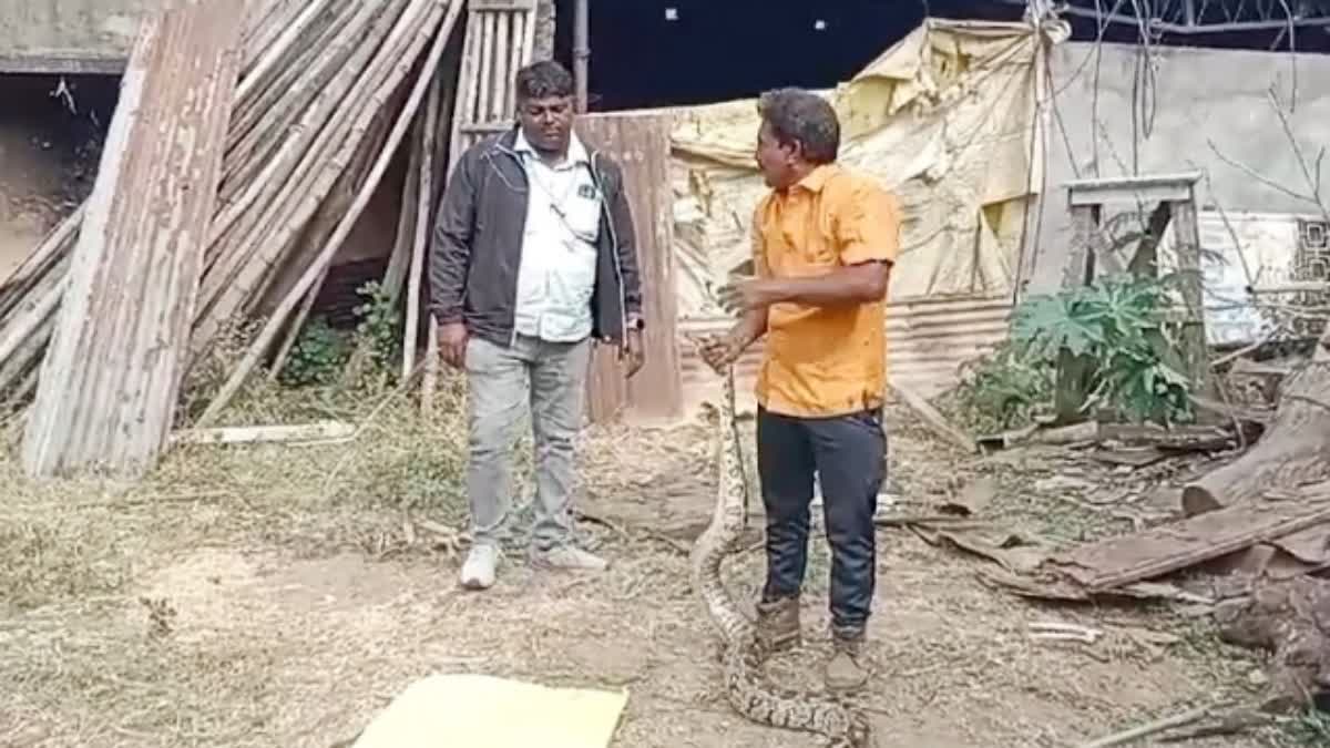 Burhanpur python RESCUED