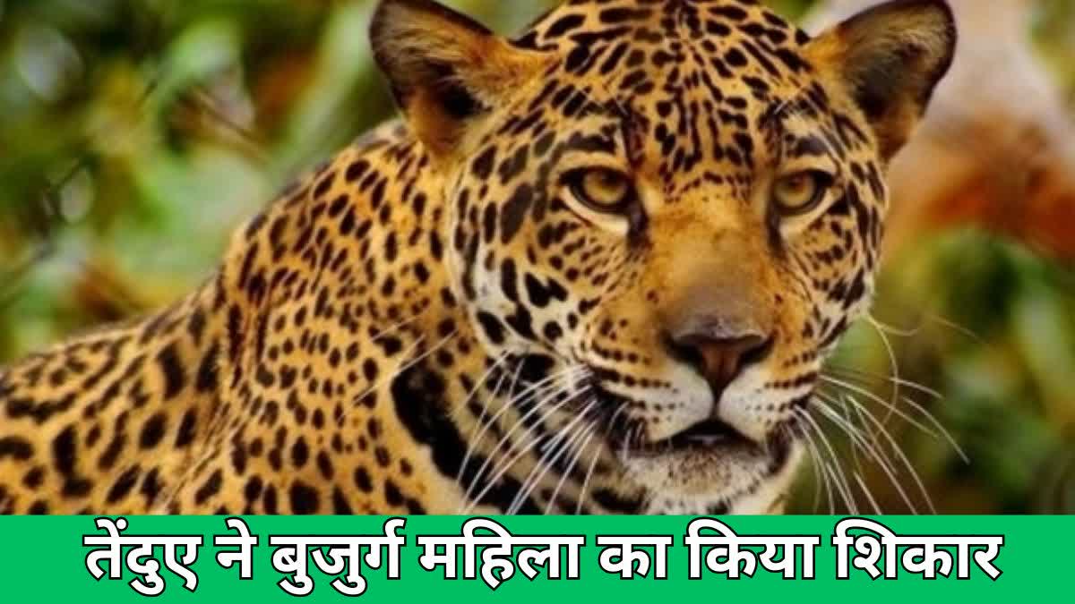 Leopard hunted elderly woman