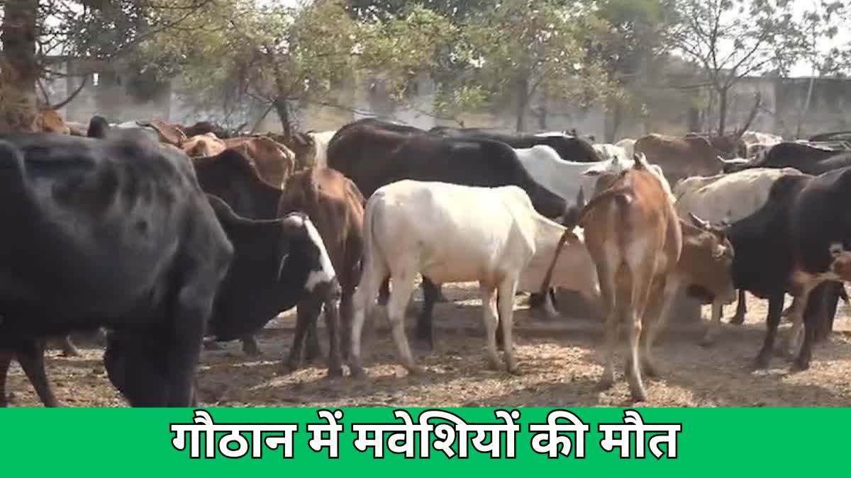 Cattle die in Gauthan