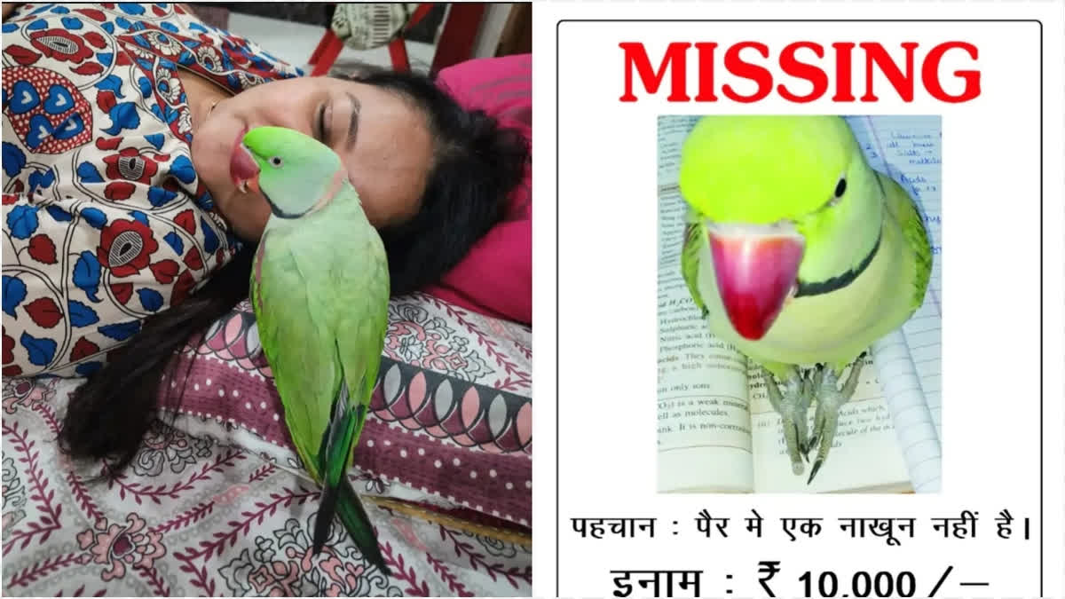 A bird lover from Meerut, Uttar Pradesh, is concerned as her pet parrot has gone missing. She has been searching for the parrot for four days, but has not been able to find it.