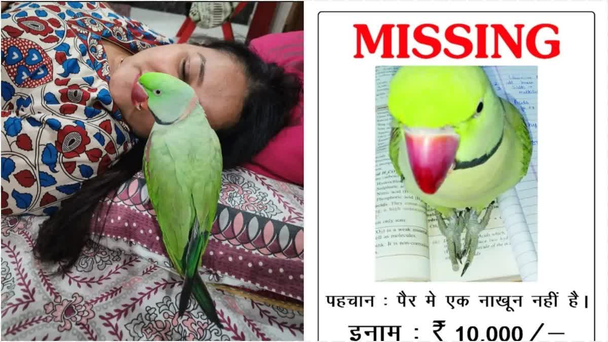 REWARD FOR FINDING PARROT  PARROT MISSING OFFERS REWARD MEERUT  RS 10000 FOR MISSING PARROT  തത്തയെ കാണാനില്ല