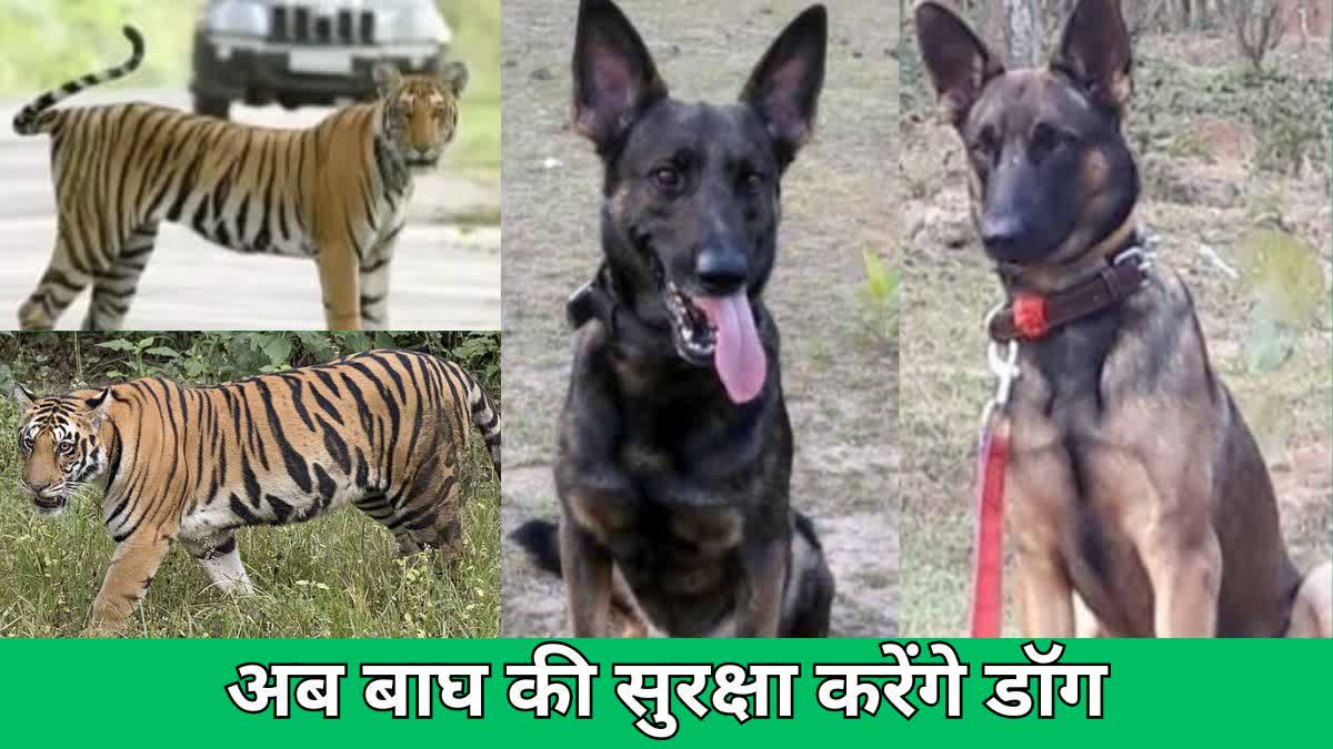 tigers Protected by sniffer dogs