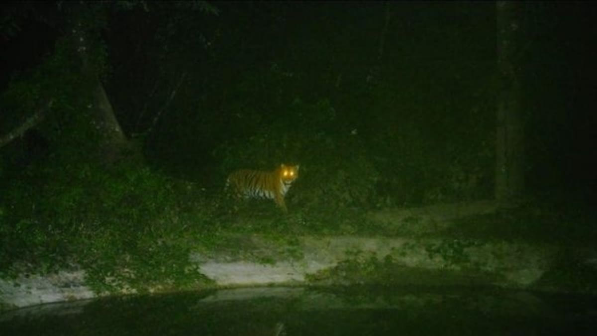 In what might cheer the wildlife enthusiasts, the Assam forest department has received photographic evidence of the presence of the Royal Bengal Tiger in the Sonai-Rupai wildlife sanctuary in Assam's Sonitpur district.