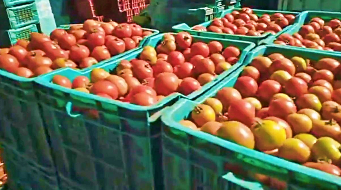 TOMATO TRADE IN SOLAN MANDI