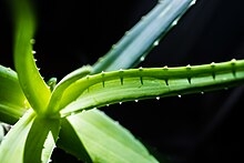 USE OF ALOE VERA GEL  ALOE VERA GEL AS ROOT HORMONE  കറ്റാര്‍വാഴ ജെല്‍ ഉപയോഗങ്ങള്‍  ചെടികളില്‍ വേര് വരാന്‍ കറ്റാര്‍വാഴ