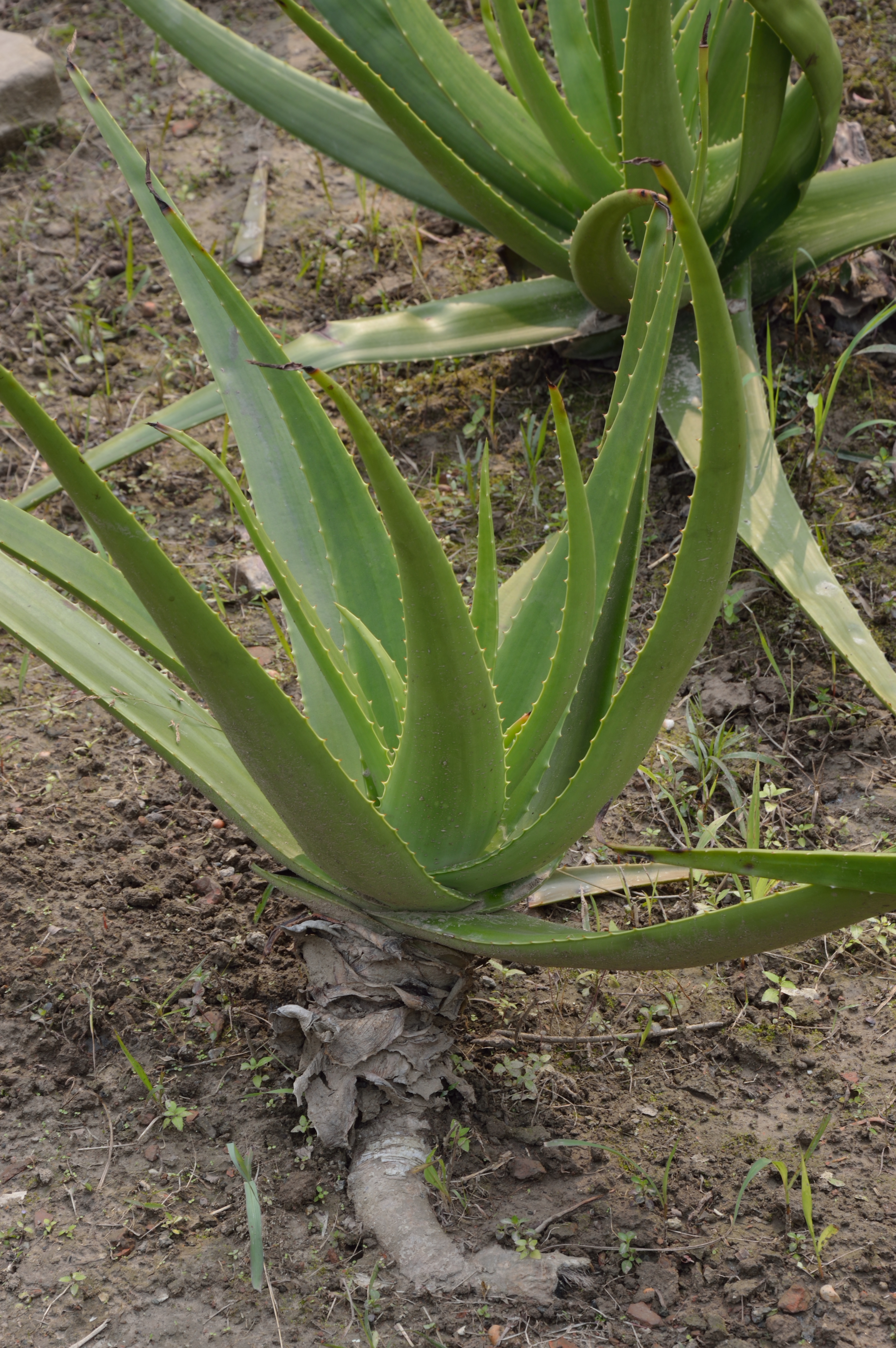 USE OF ALOE VERA GEL  ALOE VERA GEL AS ROOT HORMONE  കറ്റാര്‍വാഴ ജെല്‍ ഉപയോഗങ്ങള്‍  ചെടികളില്‍ വേര് വരാന്‍ കറ്റാര്‍വാഴ