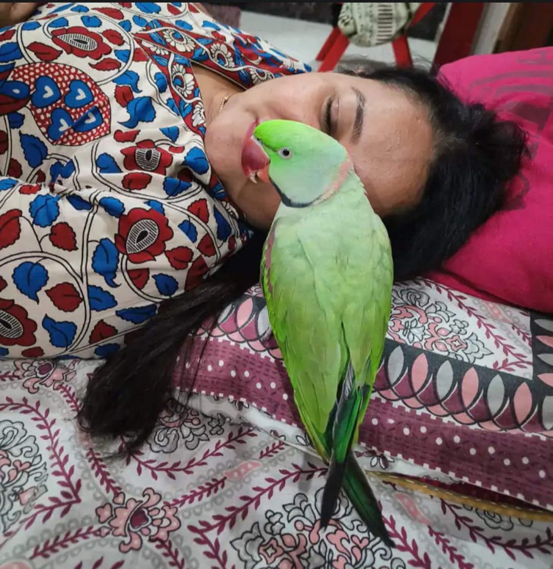 REWARD FOR FINDING PARROT  PARROT MISSING OFFERS REWARD MEERUT  RS 10000 FOR MISSING PARROT  PARROT MISSING