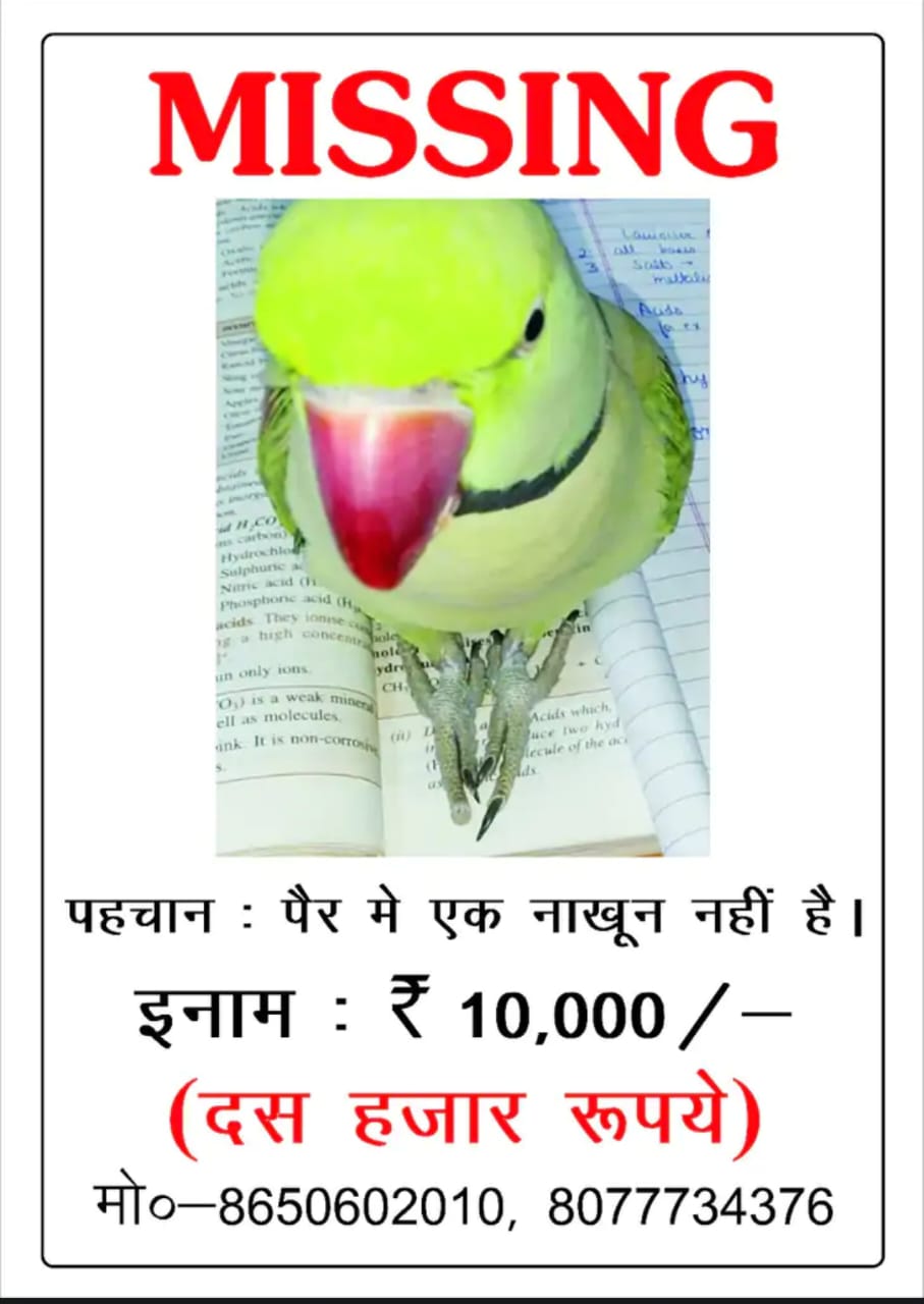 REWARD FOR FINDING PARROT  PARROT MISSING OFFERS REWARD MEERUT  RS 10000 FOR MISSING PARROT  PARROT MISSING