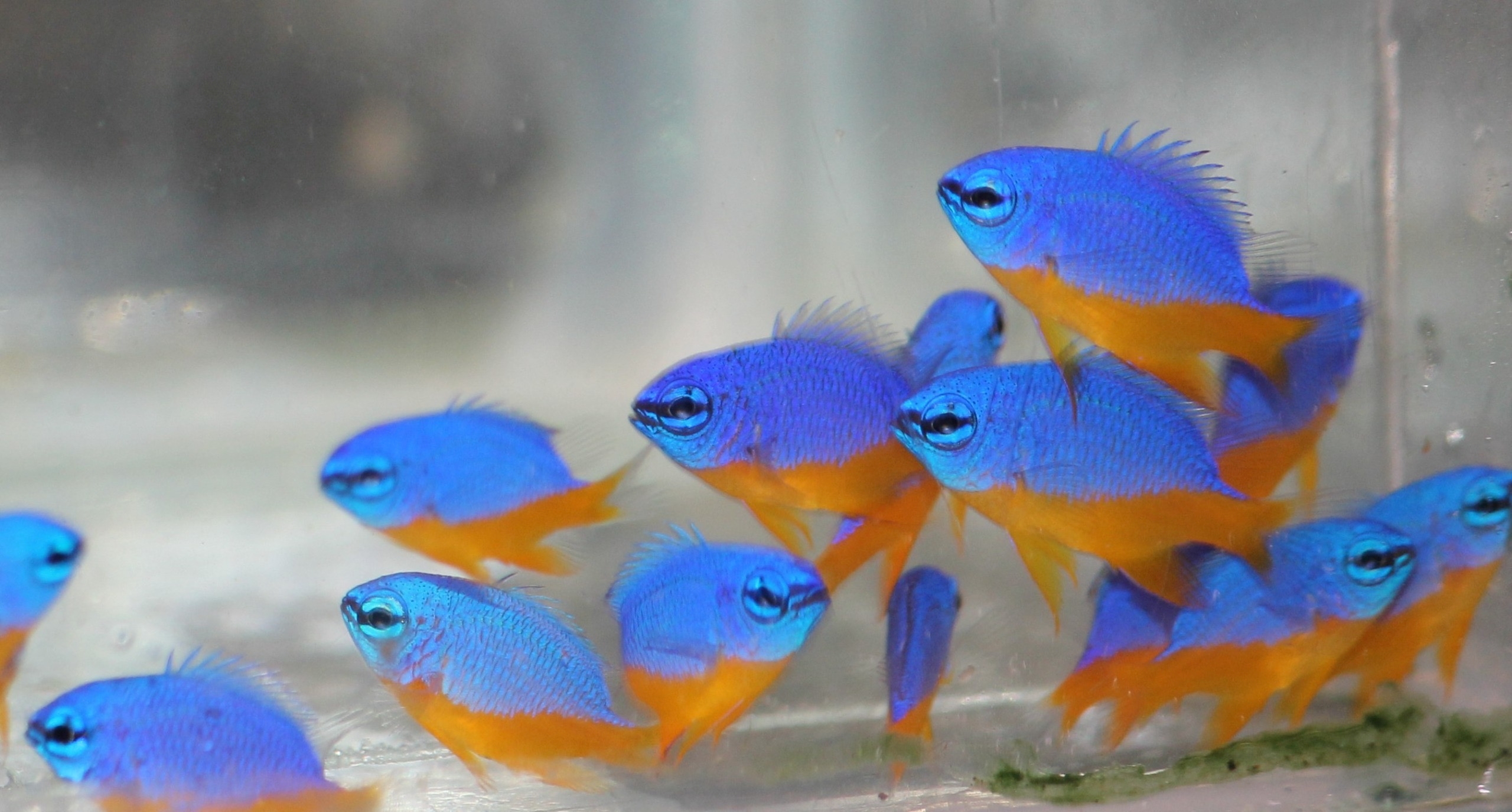 CMFRI  MARINE FISH  MARINE ORNAMENTAL FISHES  അലങ്കാര മത്സ്യങ്ങൾ