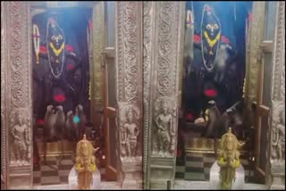 MORE THAN 10 LANGURS INSIDE THE SANCTUM SANCTORUM OF HAVERI ANJANEYA TEMPLE