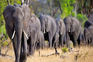 herd_of_elephants_roams_in_chandragiri_of_tirupati_district