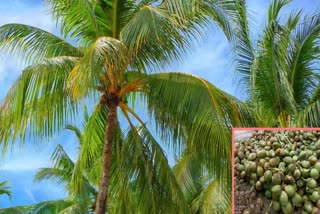 CALL CENTER FOR COCONUT HARVEST  COCONUT DEVELOPMENT BOARD KERALA  തേങ്ങയിടാന്‍ കോള്‍ സെന്‍റര്‍  നാളികേര വികസന ബോർഡ് കോൾ സെന്‍റര്‍