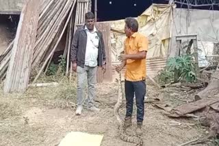 Burhanpur python RESCUED