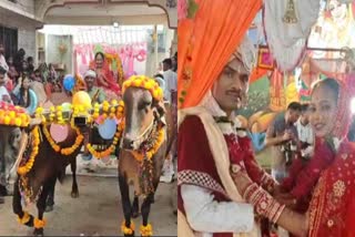 KHAGRON BRIDE BULLOCK CART ENTRY