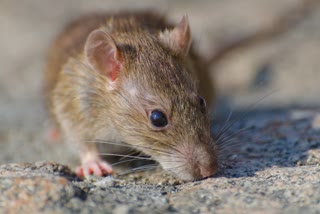 HOME REMEDIES TO GET RID OF RATS  FASTEST WAY TO GET RID OF RATS  STEPS TO TAKE TO KEEP RATS AWAY  EASY TIPS TO PREVENT RATS