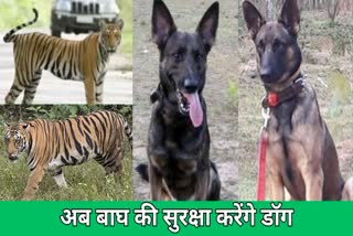 tigers Protected by sniffer dogs