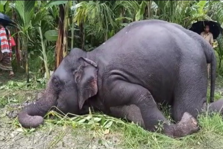 Elephant dies in West Bengal after coming in contact with live wire