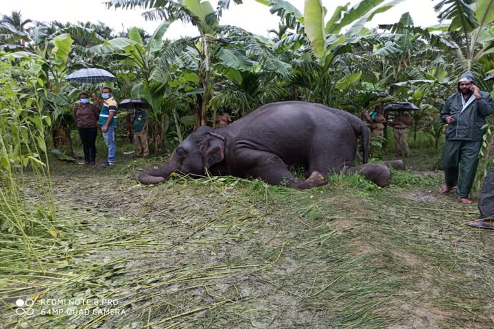 Elephant dies in West Bengal after coming in contact with live wire