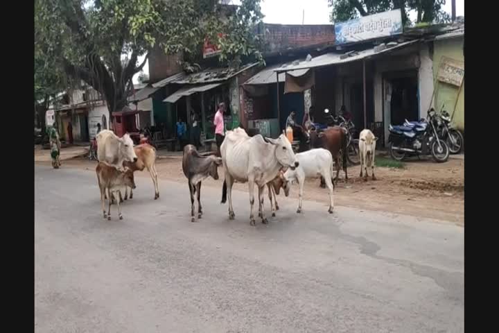 Cattle roaming on road